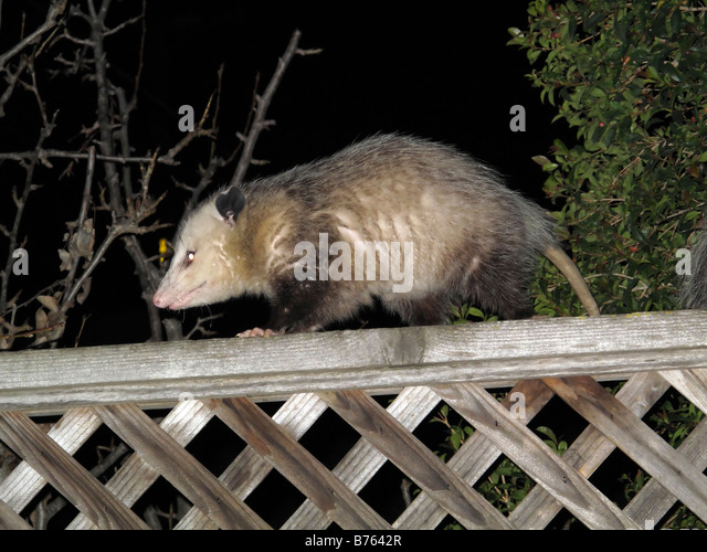 Virginia Opossum on backyard fence Stock Photo, Royalty Free Image