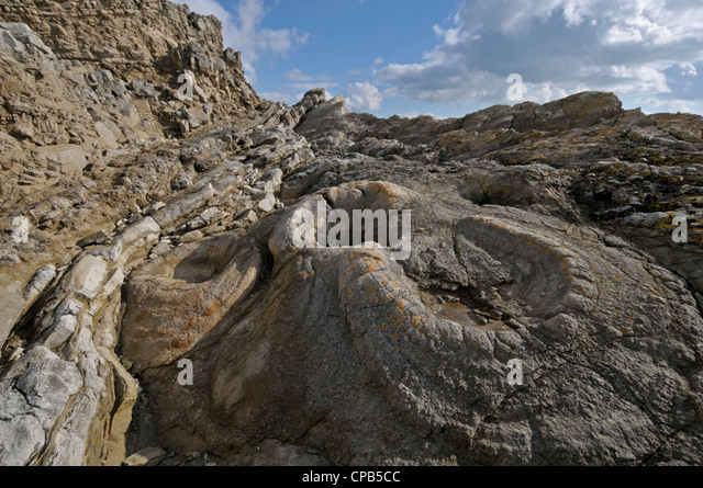 Fossil Forest Lulworth Cove Dorset Engalnd Stock Photo Royalty Free