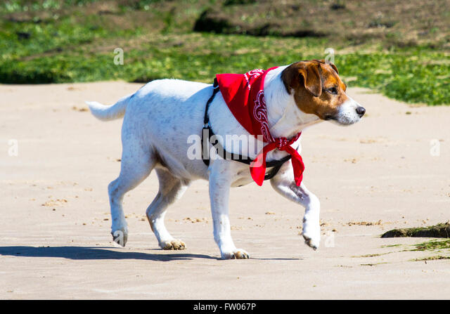 low temperature in dogs new brighton wallasey uk 31st march 2016 uk weather a gorgeous stock photo low temperature in dogs new brighton wallasey uk 31st march 2016 uk weather a gorgeous stock photo