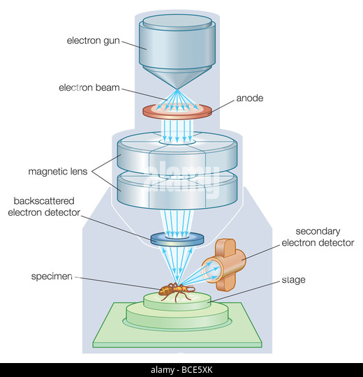 The components of a scanning electron microscope (SEM Stock Photo ...