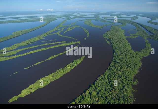 Flooded forest, Anavilhanas Archipelago, Rio Negro, Amazon, Brazil ...