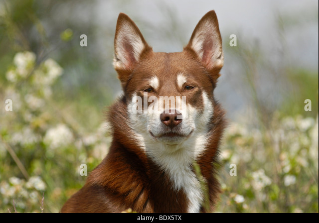 Lapponian Herder, Lapinporokoira Or Lapp Reindeer Dog, Portrait In A ...