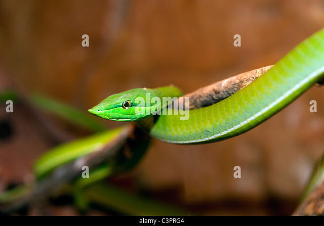 A green vine snake (Oxybelis fulgidus) in Costa Rica Stock Photo ...