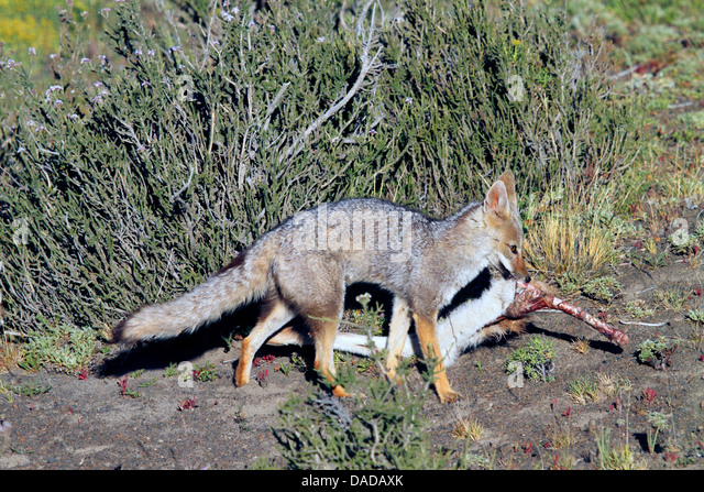 Gray Zorro, Argentine Gray Fox, South American Gray Fox (dusicyon Stock ...