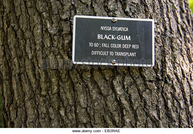 Close view of the bark and trunk of a black-gum or black tupelo tree ...